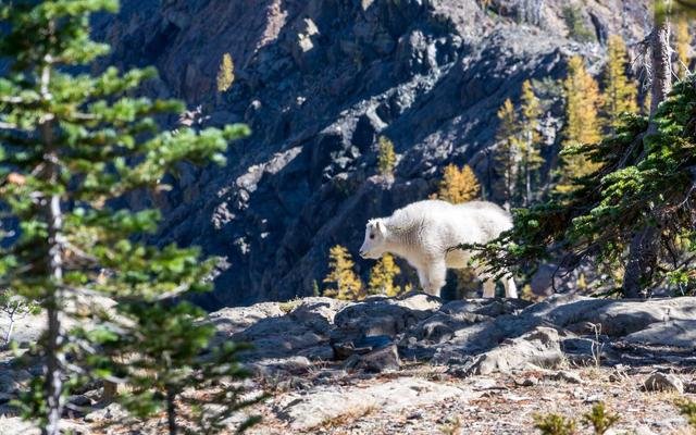 All Holy Sites Transport